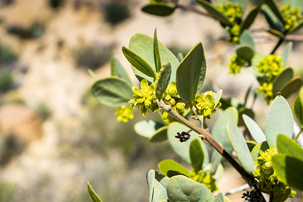 Jojoba blossom